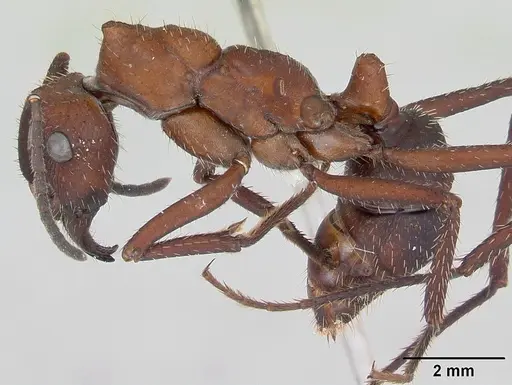 Ectatomma opaciventre specimen CASENT0173377 image casent0173377_3