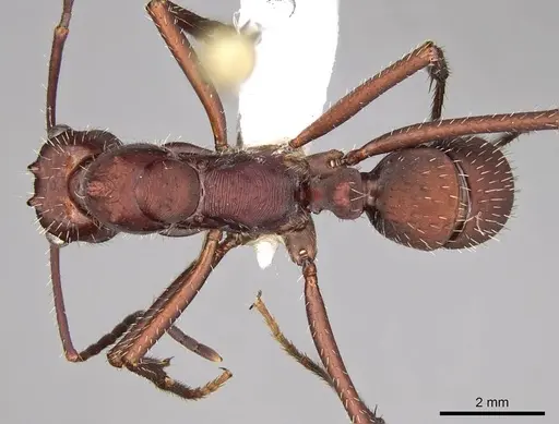 Ectatomma opaciventre specimen CASENT0281506 image casent0281506_1