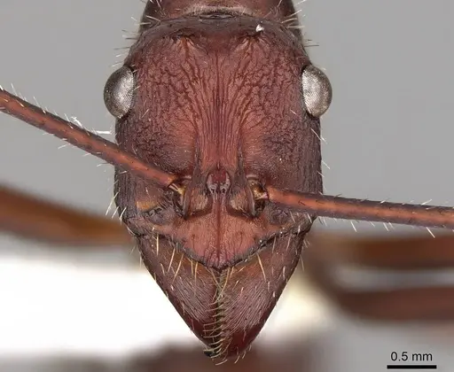 Ectatomma opaciventre specimen CASENT0281506 image casent0281506_2