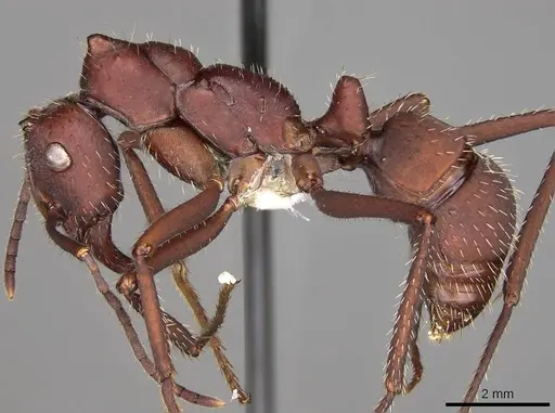 Ectatomma opaciventre specimen CASENT0281506 image casent0281506_3