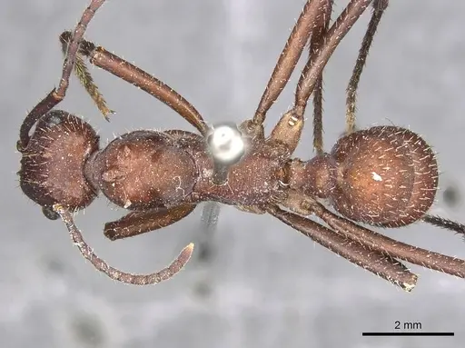 Ectatomma opaciventre specimen CASENT0915107 image casent0915107_1