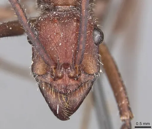 Ectatomma opaciventre specimen CASENT0915107 image casent0915107_2