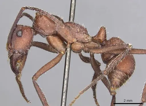 Ectatomma opaciventre specimen CASENT0915107 image casent0915107_3