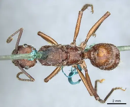 Ectatomma opaciventre specimen CASENT0915908 image casent0915908_1