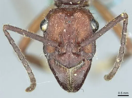 Ectatomma opaciventre specimen CASENT0915908 image casent0915908_2