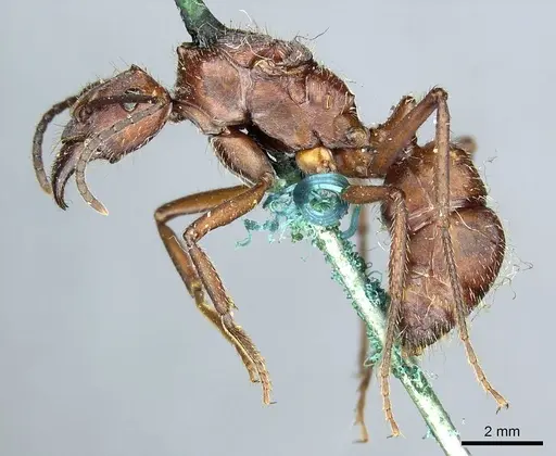 Ectatomma opaciventre specimen CASENT0915908 image casent0915908_3