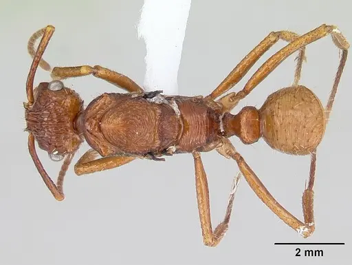 Ectatomma parasiticum specimen CASENT0178851 image casent0178851_1