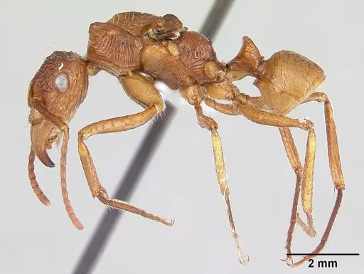 Ectatomma parasiticum specimen CASENT0178851 image casent0178851_3