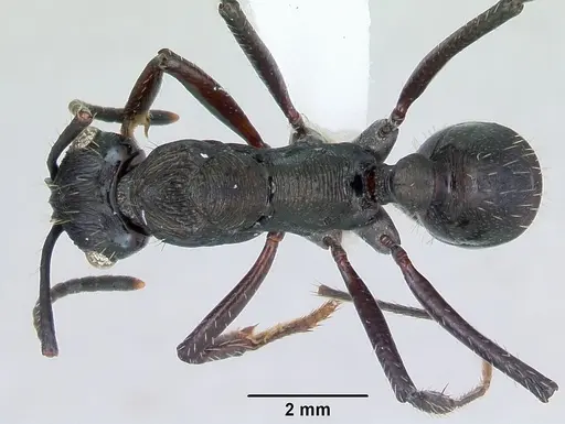 Ectatomma permagnum specimen CASENT0173378 image casent0173378_1