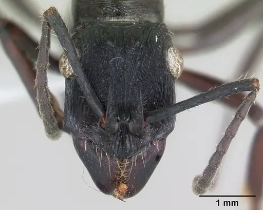 Ectatomma permagnum specimen CASENT0173378 image casent0173378_2