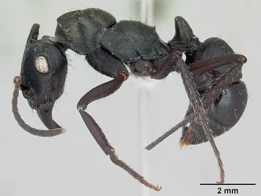 Ectatomma permagnum specimen CASENT0173378 image casent0173378_3