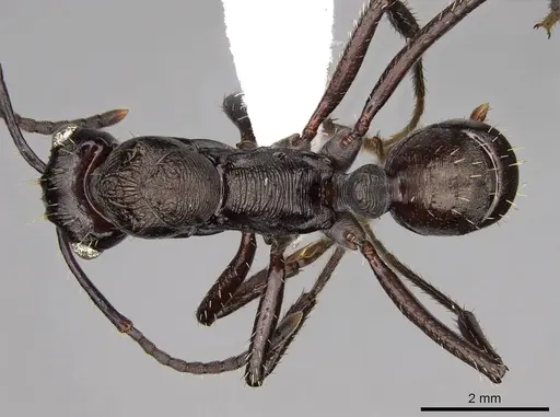 Ectatomma permagnum specimen CASENT0281507 image casent0281507_1