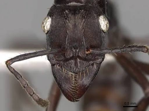 Ectatomma permagnum specimen CASENT0281507 image casent0281507_2