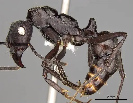 Ectatomma permagnum specimen CASENT0281507 image casent0281507_3