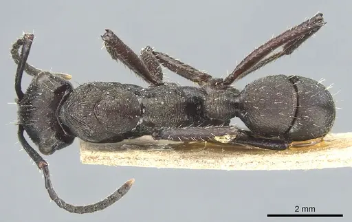 Ectatomma permagnum specimen CASENT0903842 image casent0903842_1