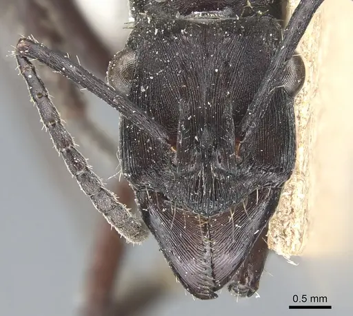 Ectatomma permagnum specimen CASENT0903842 image casent0903842_2