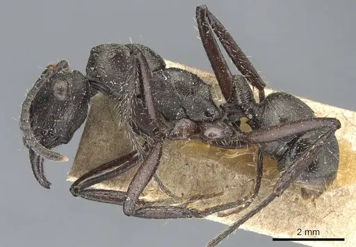 Ectatomma permagnum specimen CASENT0903842 image casent0903842_3