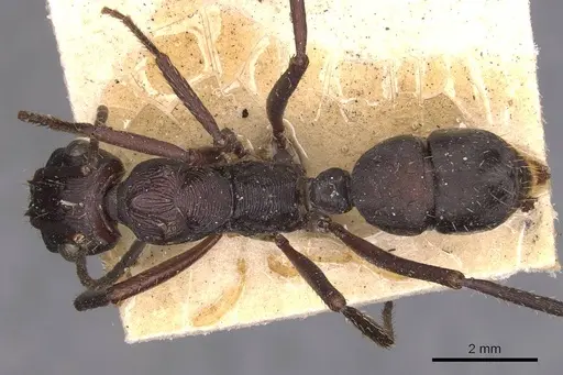 Ectatomma permagnum specimen CASENT0905379 image casent0905379_1