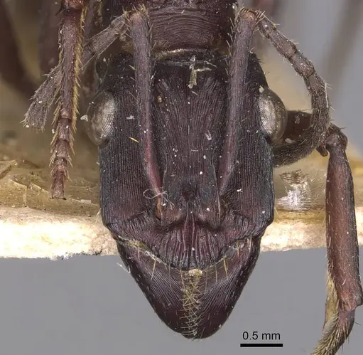 Ectatomma permagnum specimen CASENT0905379 image casent0905379_2