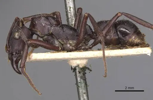 Ectatomma permagnum specimen CASENT0905379 image casent0905379_3