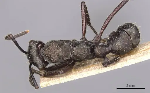 Ectatomma permagnum specimen CASENT0905381 image casent0905381_1