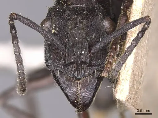 Ectatomma permagnum specimen CASENT0905381 image casent0905381_2