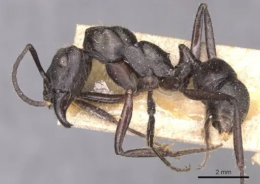 Ectatomma permagnum specimen CASENT0905381 image casent0905381_3