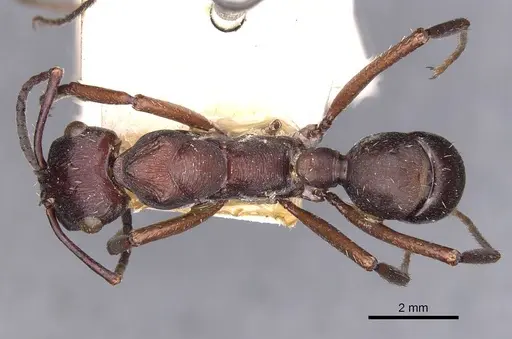 Ectatomma permagnum specimen CASENT0907182 image casent0907182_1