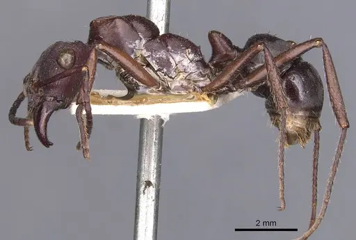 Ectatomma permagnum specimen CASENT0907182 image casent0907182_3