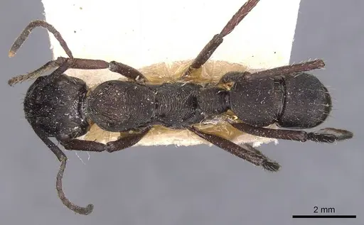 Ectatomma permagnum specimen CASENT0907183 image casent0907183_1
