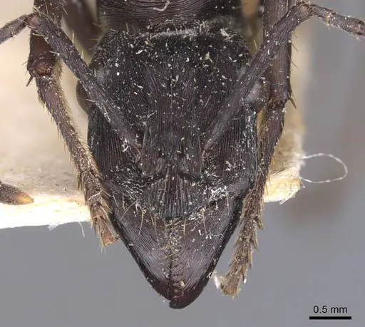Ectatomma permagnum specimen CASENT0907183 image casent0907183_2
