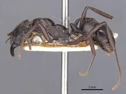 Ectatomma permagnum specimen CASENT0907183 image casent0907183_3