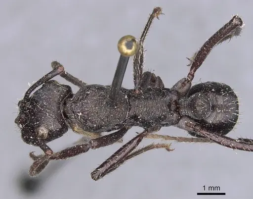 Ectatomma permagnum specimen CASENT0907184 image casent0907184_1