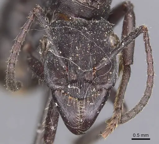 Ectatomma permagnum specimen CASENT0907184 image casent0907184_2