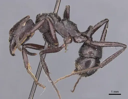 Ectatomma permagnum specimen CASENT0907184 image casent0907184_3