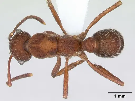 Ectatomma planidens specimen CASENT0173379 image casent0173379_1