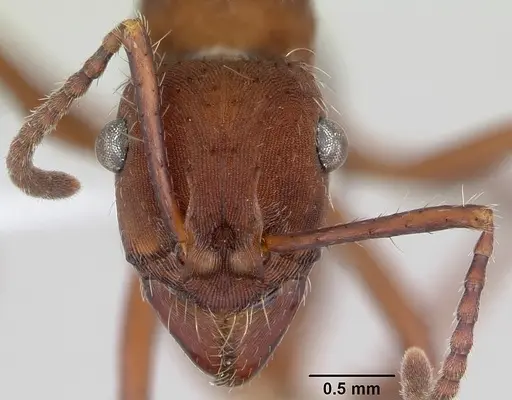 Ectatomma planidens specimen CASENT0173379 image casent0173379_2