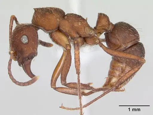 Ectatomma planidens specimen CASENT0173379 image casent0173379_3