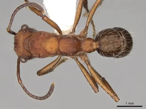 Ectatomma planidens specimen CASENT0281508 image casent0281508_1