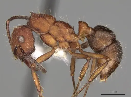 Ectatomma planidens specimen CASENT0281508 image casent0281508_3