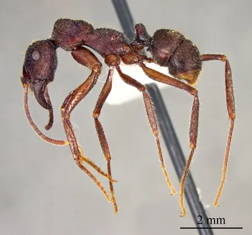 Ectatomma ruidum specimen ANTWEB1041401 image antweb1041401_2