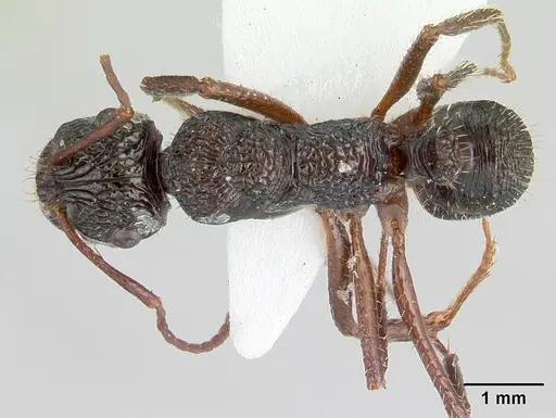 Ectatomma ruidum specimen CASENT0178705 image casent0178705_1