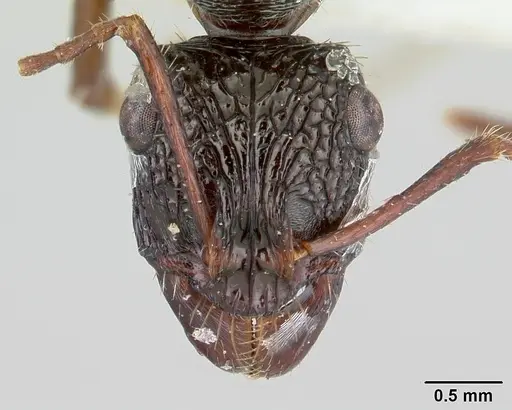 Ectatomma ruidum specimen CASENT0178705 image casent0178705_2