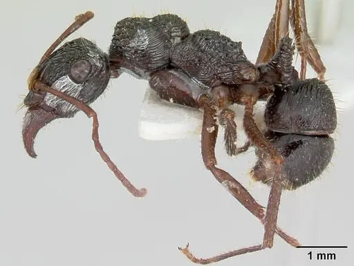 Ectatomma ruidum specimen CASENT0178705 image casent0178705_3