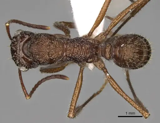 Ectatomma ruidum specimen CASENT0281509 image casent0281509_1