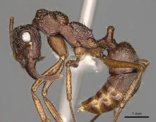 Ectatomma ruidum specimen CASENT0281509 image casent0281509_3