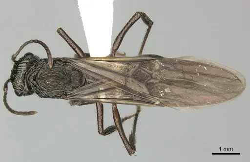 Ectatomma ruidum specimen CASENT0614453 image casent0614453_1