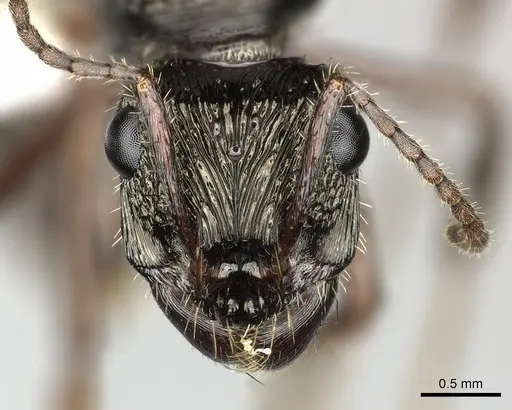 Ectatomma ruidum specimen CASENT0614453 image casent0614453_2