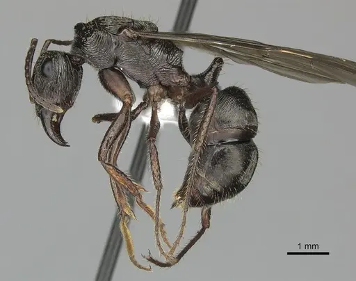 Ectatomma ruidum specimen CASENT0614453 image casent0614453_3