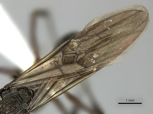 Ectatomma ruidum specimen CASENT0614453 image casent0614453_4